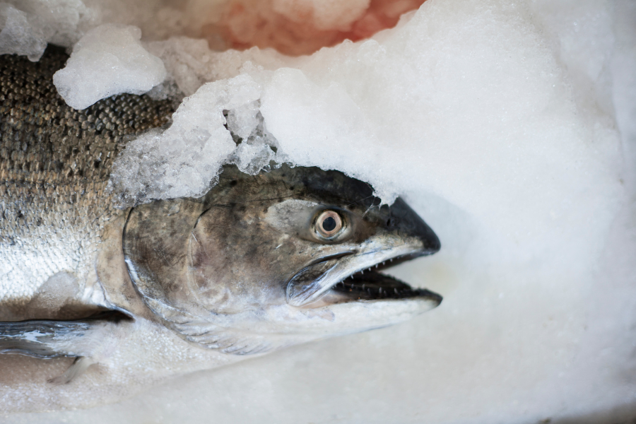 King Salmon – Wild Ocean Direct