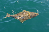 Halibut thumbnail