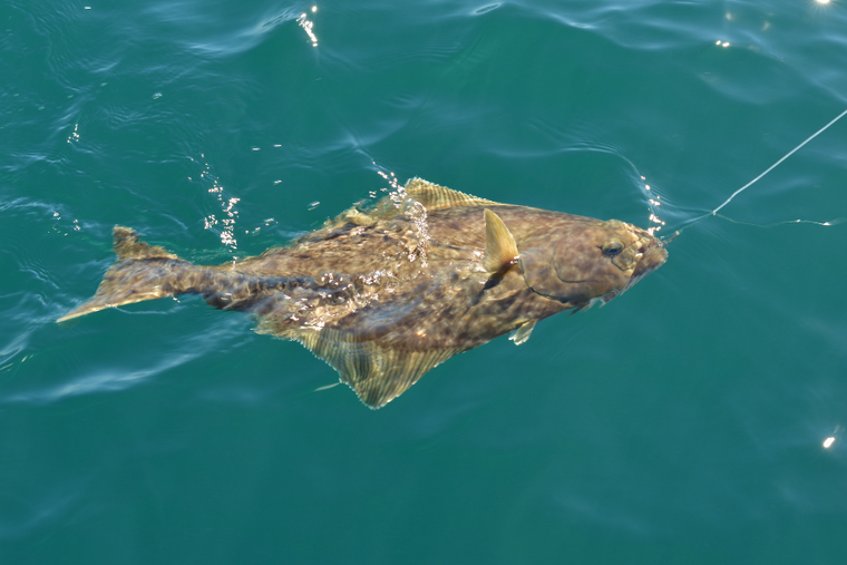 Halibut