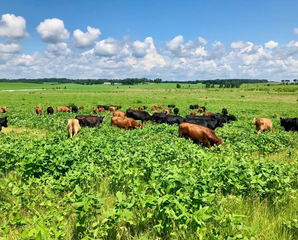 Pasture-raised Florida Ground Beef 