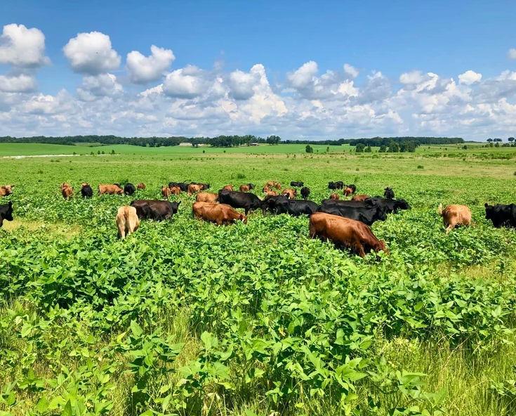 Pasture-raised Florida Ground Beef