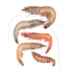 Five Types of Whole Florida Shrimp - Brown, White, Royal Red, Hopper and Rock 