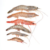 Five Types of Whole Florida Shrimp - Brown, White, Royal Red, Hopper and Rock thumbnail