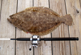 Whole Flounder next to fishing rod thumbnail