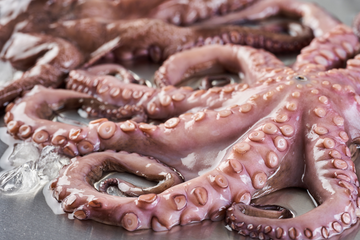 Octopus 