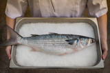 Person carrying steel pan filled with ice and Whole Mullet on top thumbnail
