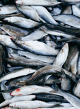 Piled up whole mullet thumbnail