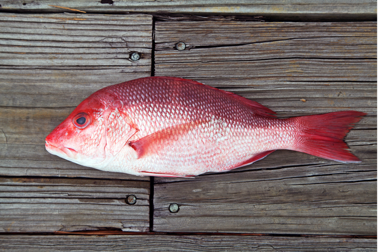 Whole Red snapper on top of deck