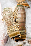 Two spiny lobster tails over ice thumbnail