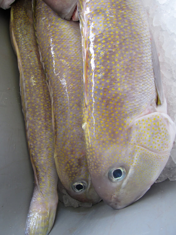 Whole Golden Tilefish