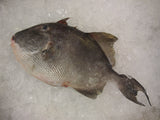 Whole Triggerfish thumbnail