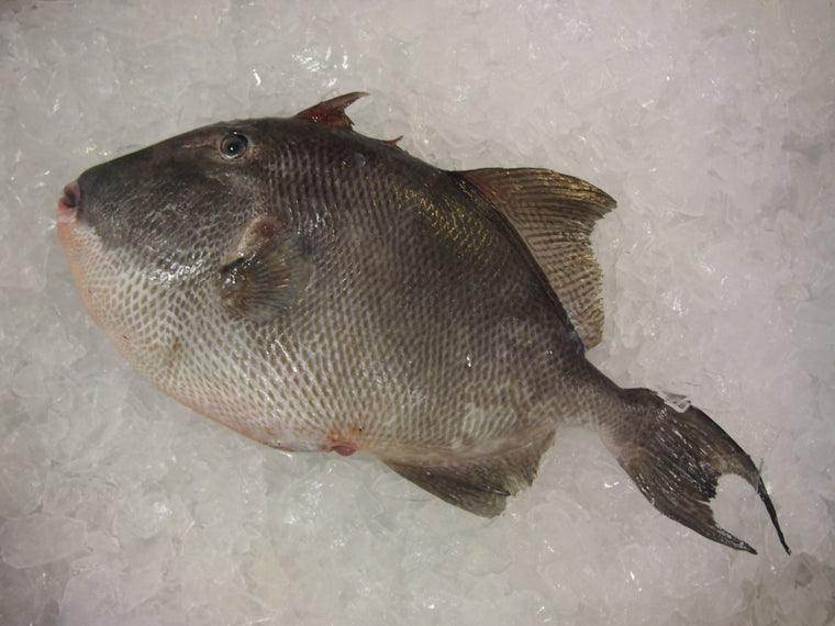 Whole Triggerfish