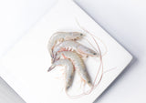 Four whole white shrimp on top of white plate thumbnail