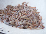 Whole brown shrimp on commercial scale thumbnail