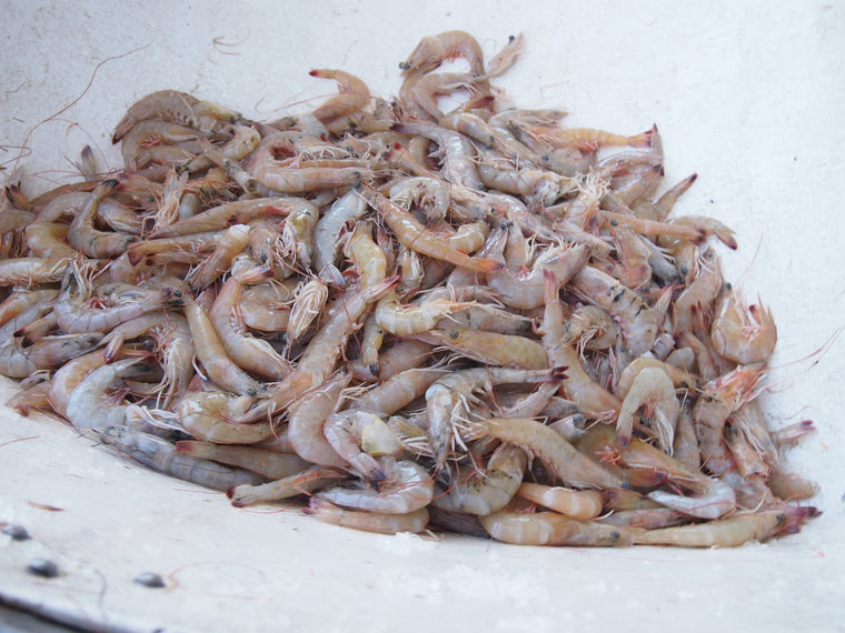 Whole brown shrimp on commercial scale