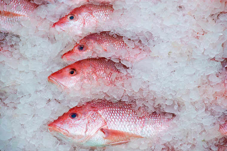 Whole red snappers on ice