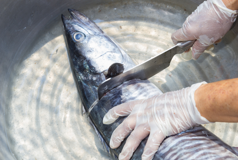 King Mackerel