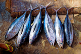 Yellowfin Tuna thumbnail