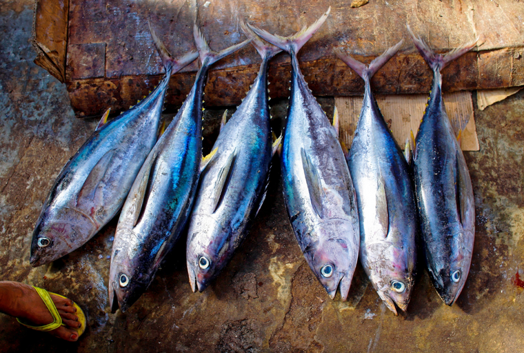 Yellowfin Tuna